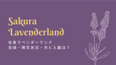 佐倉ラベンダーランドの見頃はいつ 犬は入園できる イバラニ