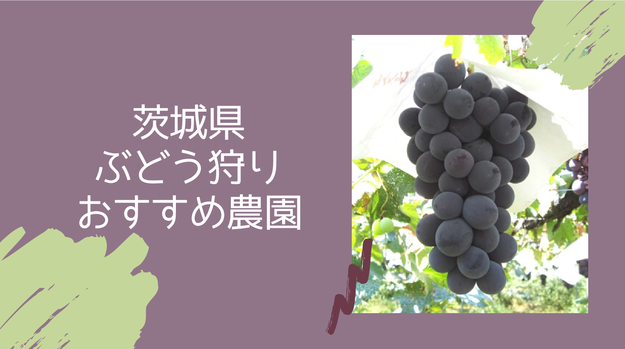 茨城県で人気のぶどう狩りができるおすすめ農園 予約方法も イバラニ