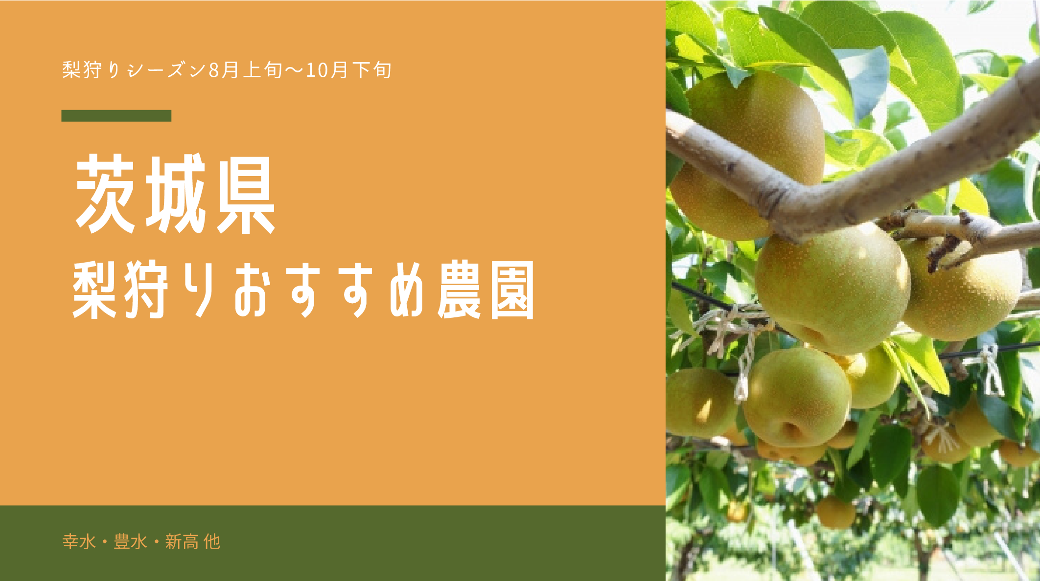 茨城県で梨狩りができる農園6選 予約方法も イバラニ